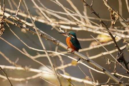 五条川のカワセミ