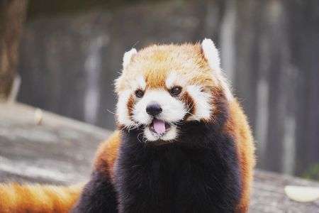 レッサーパンダのソラ