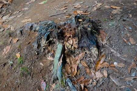 朽ち果てた木（カプリ古道）