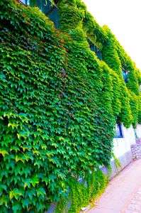 蔦に覆われた家