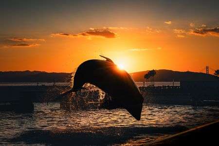 黄昏のオルカパフォーマンス