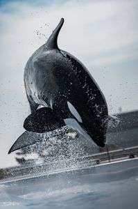 シャチがみせる迫力のジャンプ