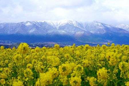 ブルー＆イエロー