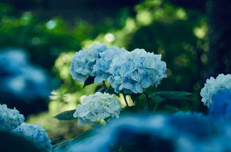 紫陽花ブルー