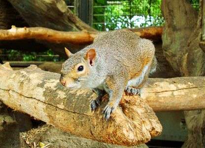 カメラを覗き込むハイイロリス