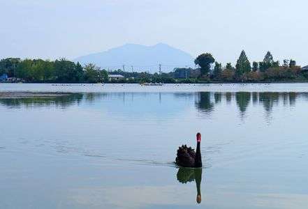 コクチョウと逆さ筑波
