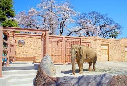 ゾウと桜