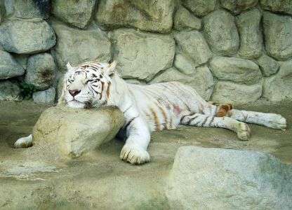 セレブ邸の敷物？