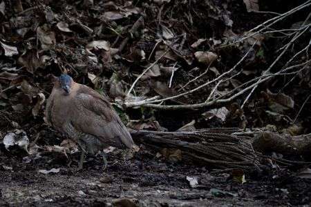 ズグロミゾゴイ