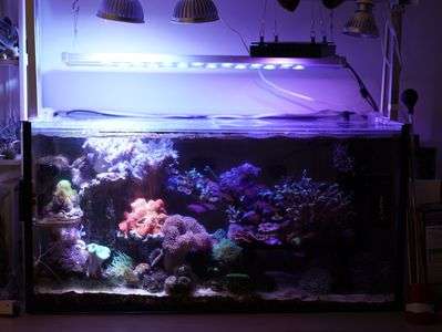 水槽のライトが消える瞬間