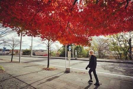 過ぎ行く紅葉🍁🚶‍♀️🚶‍♂️