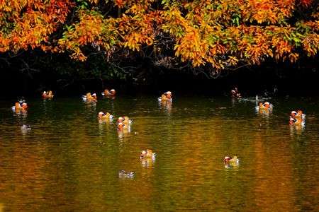 紅葉の下で輪になって♪