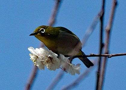 ウメジロー三態