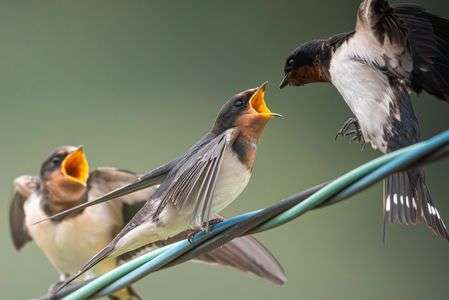 「オレの番〜」