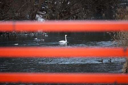 音羽橋越しの水鳥たち