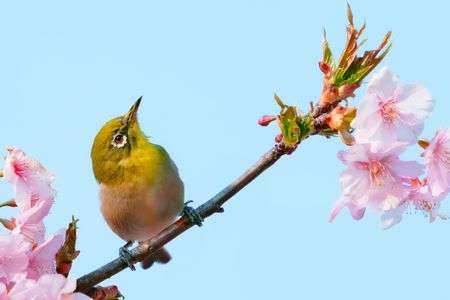 河津桜のサクジロー