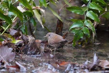 アイドルお散歩中