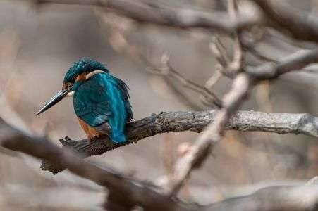 飛ぶ宝石カワセミ（翡翠）