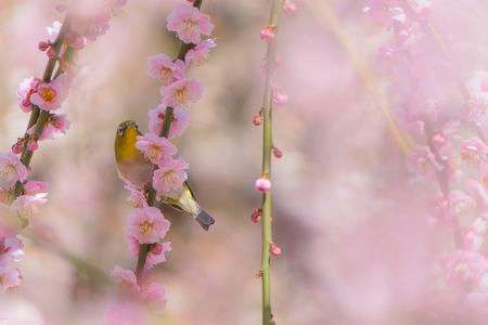 満開の梅にはメジロがよく似合う