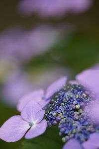 梅雨に浮かぶ紫