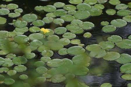 水面を彩る一輪の花