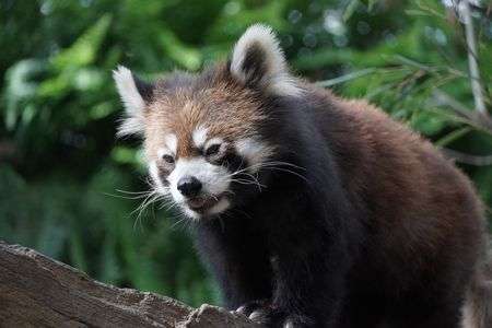 レッサーパンダ