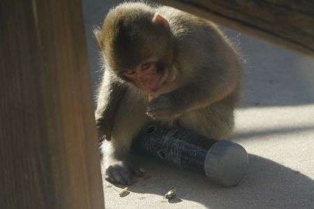 コッソリつまみ食い