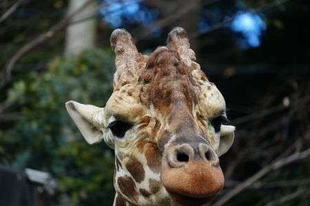 キリン#生きもの_一般#