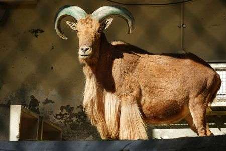 バーバリーシープ#生きもの_一般#