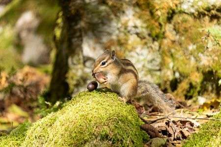 滋賀県のリスがいる有名な山に登山