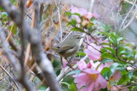 サザンカに魅せられて　2