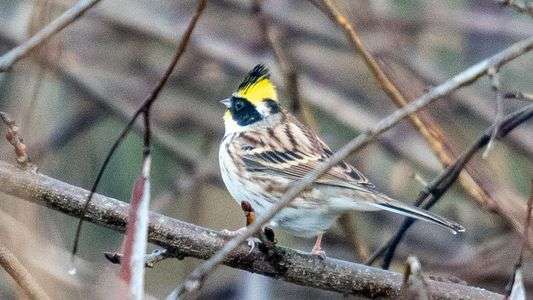 ミヤマホオジロ