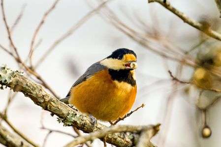 ヤマガラ 2024冬