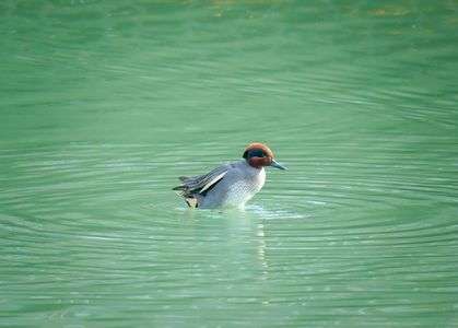 水紋ダンス　コガモさん