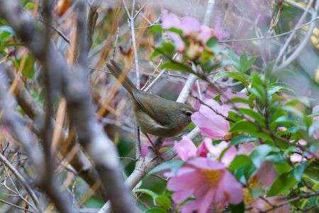 サザンカに魅せられて