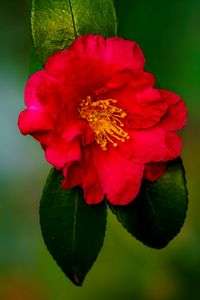 初冬・光・彩　～最新マクロレンズ描写力確認の試し撮り～