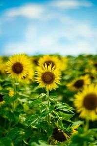 夏の青空と向日葵