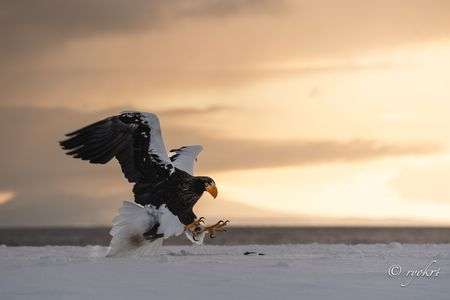 餌を掻っ攫うオオワシ（知床ネイチャークルーズより）