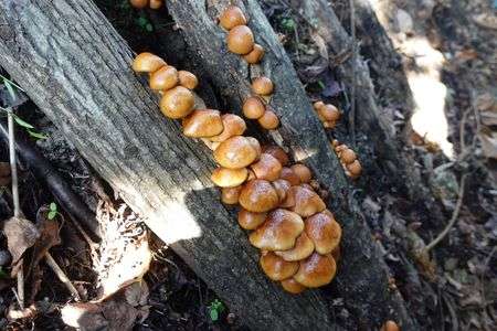 今年もナメコがでてきました