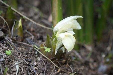 茗荷も豊作で花盛りです。