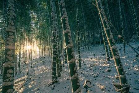 雪の朝、竹林に朝日が