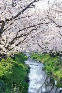 近場の桜