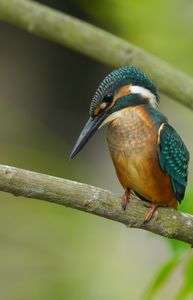 カワセミ幼鳥