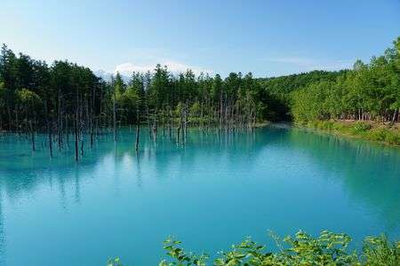 北海道旅行（白金 青い池）