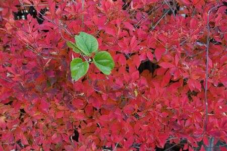 赤に緑葉
