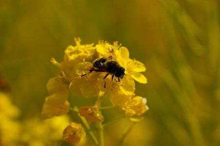 ミツバチとナタネ