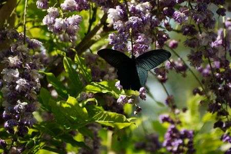 フジとクロアゲハ