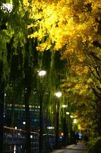 いちょう並木のライトアップ