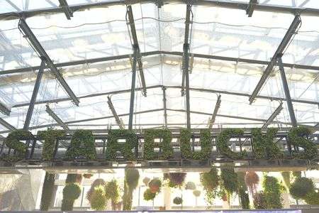 夕陽に透ける花スタバ