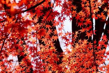 秋の終わりを映す光